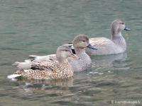 Canard chipeau