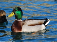 Canard colvert