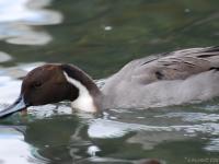 Canard pilet