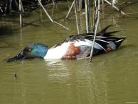 Canard souchet
