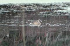 Canard souchet, jeune mâle, Ardèche, janvier 2026