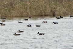 Canard souchet, Delta de l'Ebre, décembre 2025