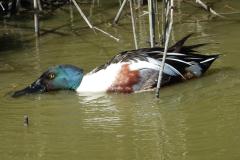 Canard souchet, mâle, Camague, avril 2026