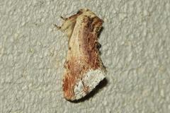 Capuchon, papillon, Drôme, juillet 2026