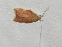 Depressariidae