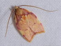 Carcina quercana