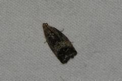 Carpocapse des châtaignes, papillon, août 2023
