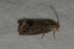 Carpocapse des châtaignes, papillon, août 2023