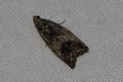 Carpocapse des châtaignes, papillon, août 2023