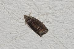 Carpocapse des châtaignes, papillon, août 2025
