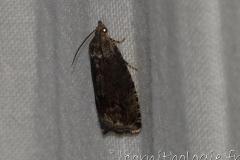 Carpocapse des châtaignes, papillon, août 2023