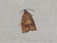 Carpocapse des glands