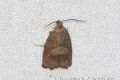 Carpocapse des glands, imago, Drôme, août 2023