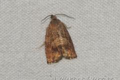 Carpocapse des glands, imago, Drôme, août 2023