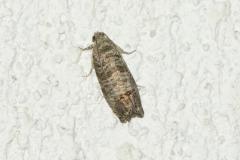 Carpocapse du pommier, papillon, Drôme, juillet 2026