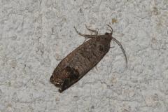 Carpocapse du pommier, papillon, Drôme, juin 2026
