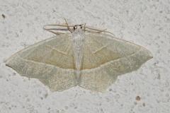 Céladon, papillon, Drôme, septembre 2025