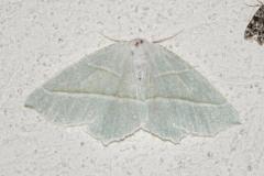 Céladon, papillon, Drôme, juin 2025