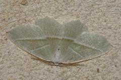 Céladon, papillon, Drôme, juin 2025