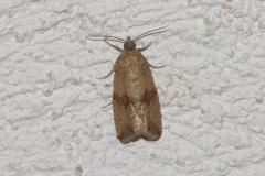 Séricore striée, papillon, Drôme, août 2025