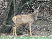 Cerf élaphe