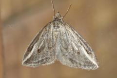 Chésias du genêt, imago, Drôme, novembre 2025