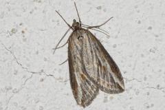 Chésias du genêt, imago, Drôme, novembre 2025