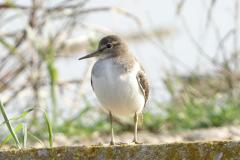 Chier guignette, Delta de l'Ebre, décembre 2025