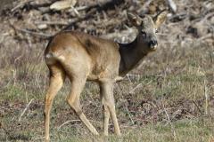 Chevreuil, Drôme, février 2026