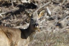 Chevreuil, Drôme, février 2026