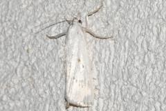 Chilo des marais, papillon, Drôme, juin 2025