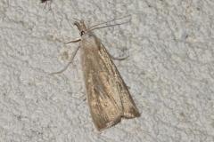 Chilo des marais, papillon, Drôme, juin 2025