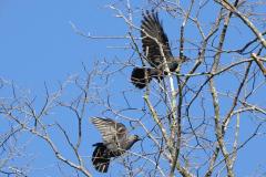 Choucas des tours, Drôme, mars 2026