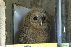 Chouette hulotte, jeune à l'envol réfugié dans un hangar, Drôme, mai 2023