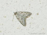 Cicatrice