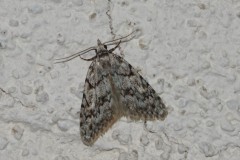 Cicatrice, papillon, Drôme, mars 2026