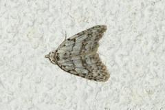 Cicatrice, papillon, Drôme, mars 2025