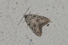 Cicatrice, papillon, Drôme, avril 2025