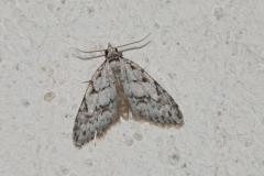 Cicatrice, papillon, Drôme, avril  2026