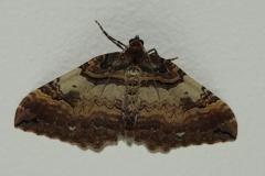 Cidarie baie, papillon, Drôme, mars 2026