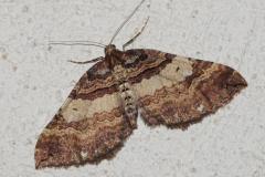 Cidarie baie, papillon, Drôme, mars 2026