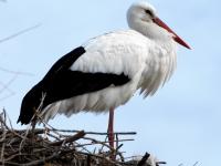 Cigogne blanche