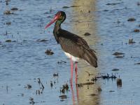 Cigogne noire