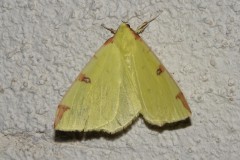 Citronnelle rouillée, papillon, Drôme, mai 2025