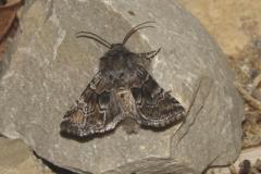 Cléophane concave, papillon, Drôme, avril 2025