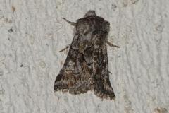 Cléophane concave, papillon, Drôme, mai 2025