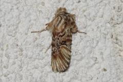 Cléophane de l'Anarrhine, papillon, Drôme, mai 2025