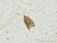 Clepsis américain
