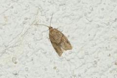 Clepsis américain, imago, Drôme, juin 2024