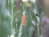 Tortricidae